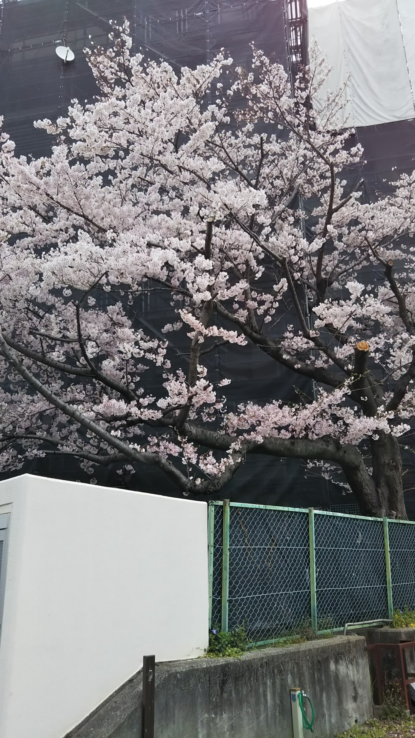 桜が綺麗ですね