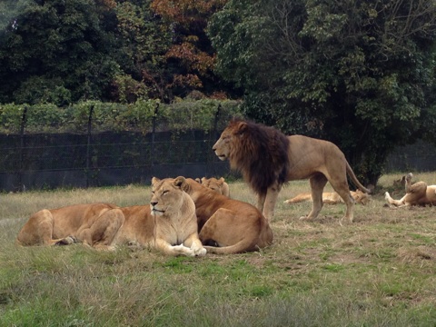 姫路セントラルパーク