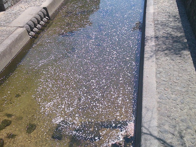 夙川のさくら　～その後～