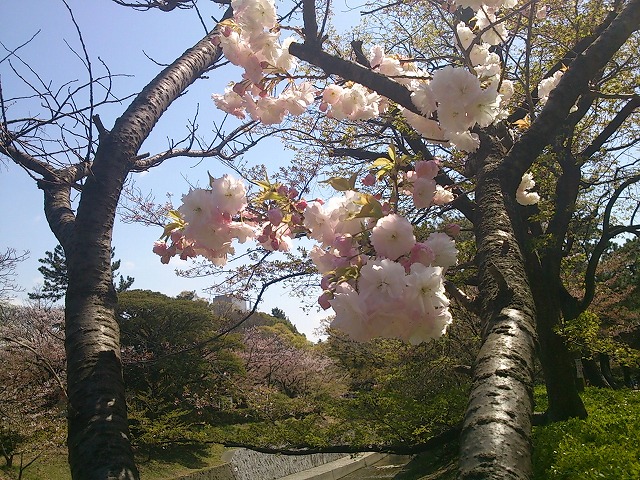 夙川のさくら　～その後～