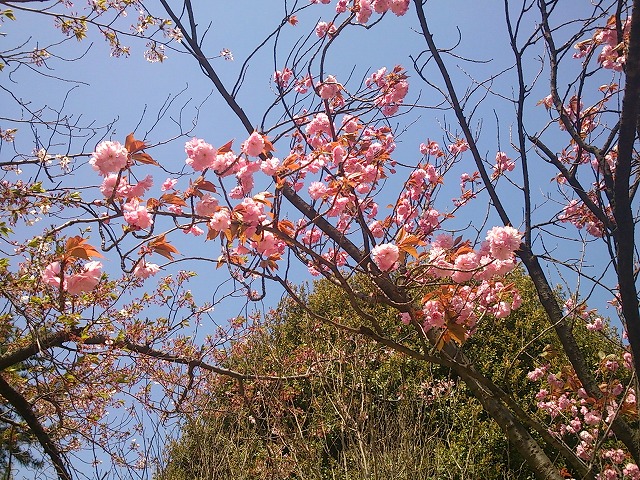 夙川のさくら　～その後～