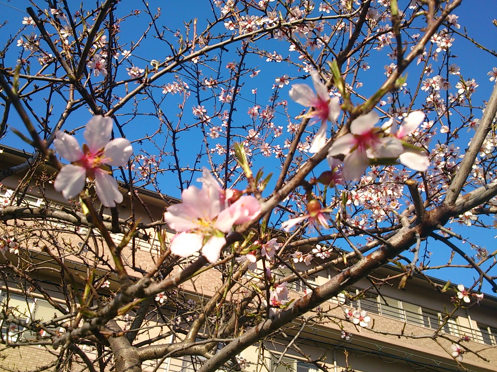 石屋川だより１７