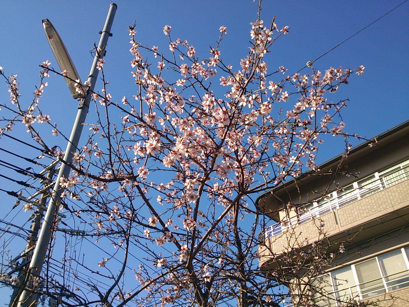 石屋川だより１７