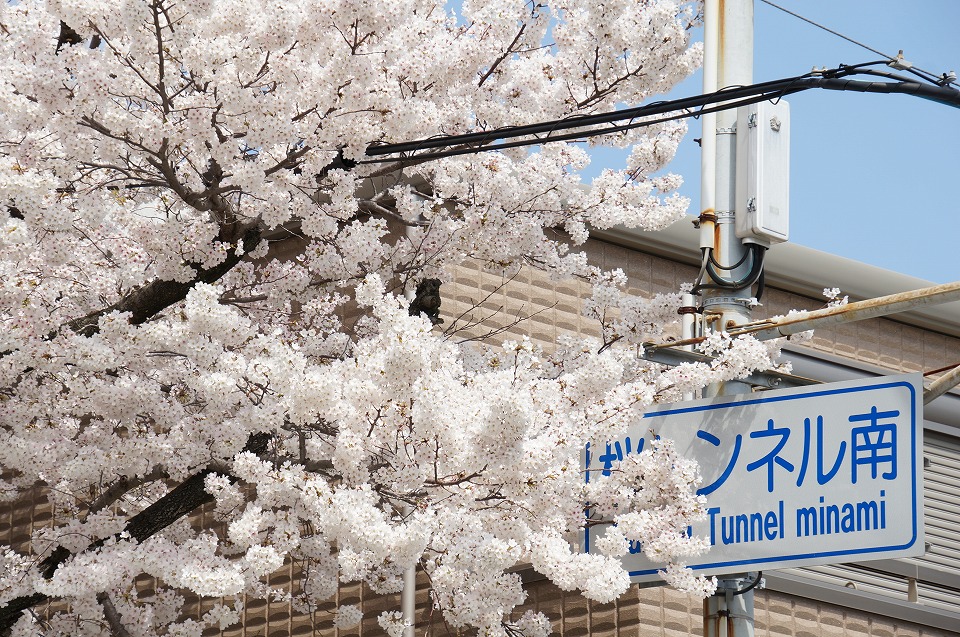 石屋川だより２０　と　桜トンネル