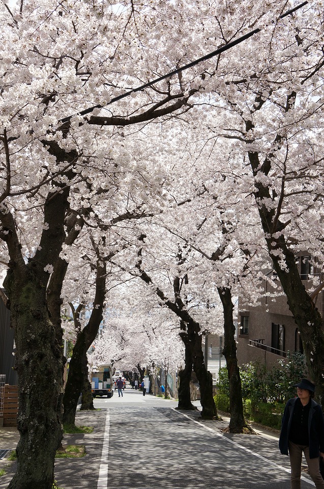 石屋川だより２０　と　桜トンネル