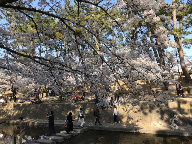 桜日記