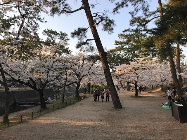 桜日記