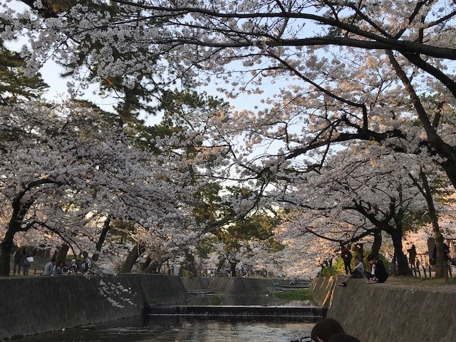 桜日記