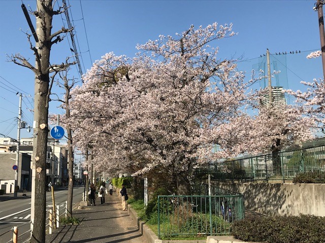 桜日記