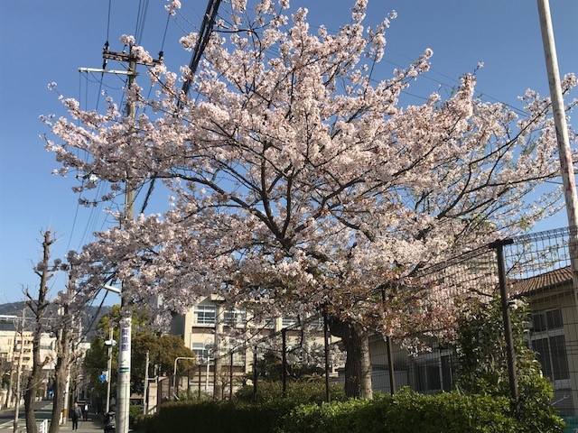 桜日記
