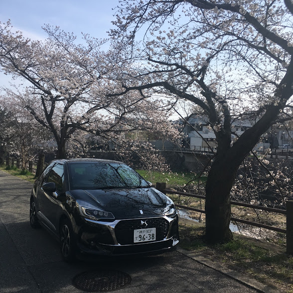 ＤＳ３と桜！