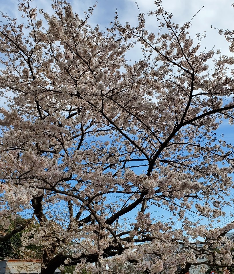 桜が咲きましたね