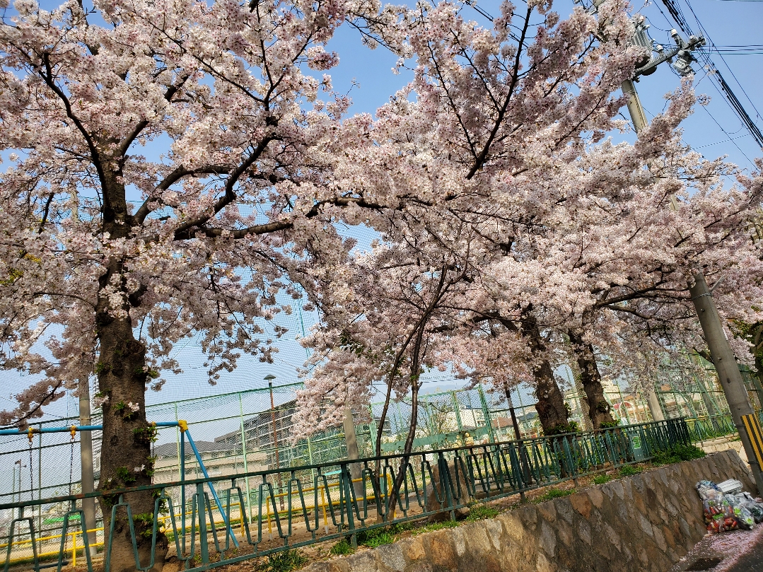 本日より４月ですね