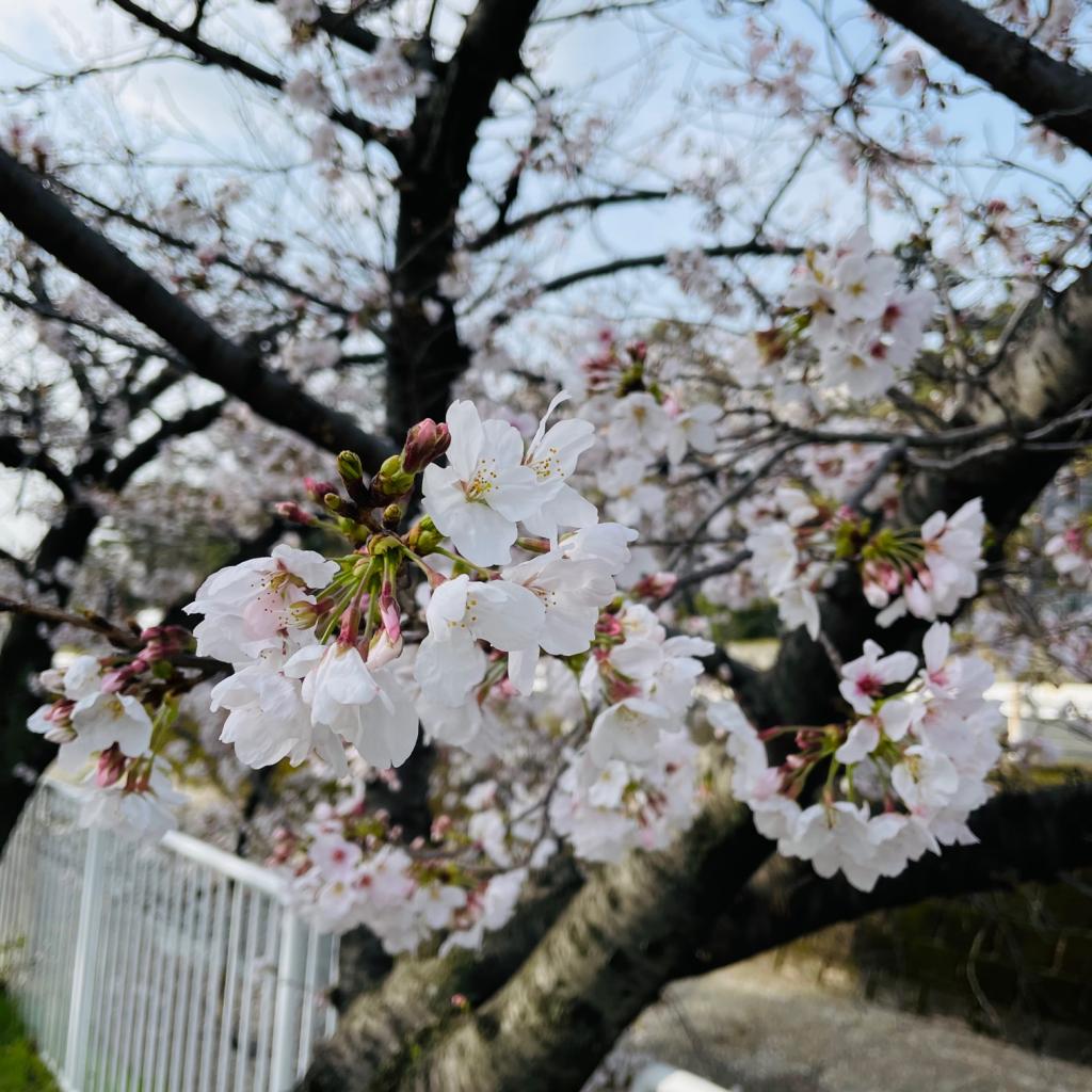 お花見シーズンですね。