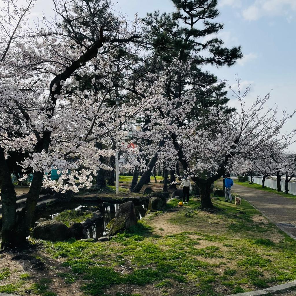 お花見シーズンですね。